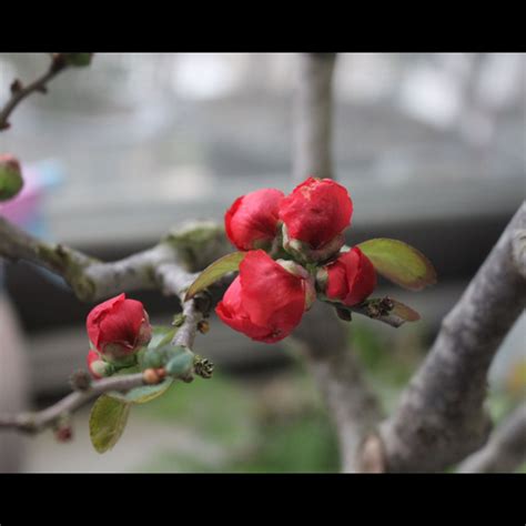 玫瑰海棠風水|家裡放海棠花好不好，海棠花的風水應用(帶來財運)